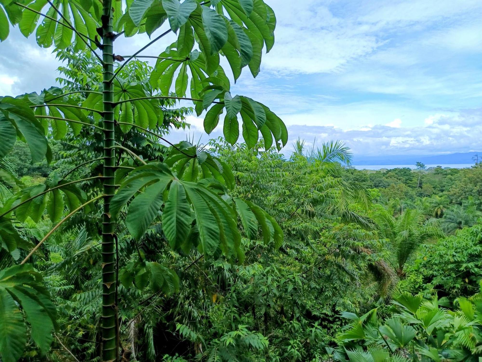 Osa Private Renting House-Villas-Tented-Best Views-Nature-Comfort ปัวร์โตคิมาเนซ ภายนอก รูปภาพ